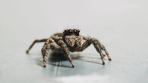 Британка увидела с помощью микрокамеры паука, поселившегося у нее в ухе