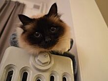 То жарко, то холодно. В чем причина проблем с теплоснабжением в Липецке