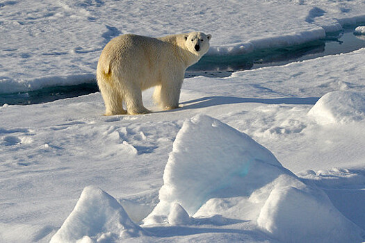 EGU: повышение температур в Арктике ускорит глобальное потепление на восемь лет