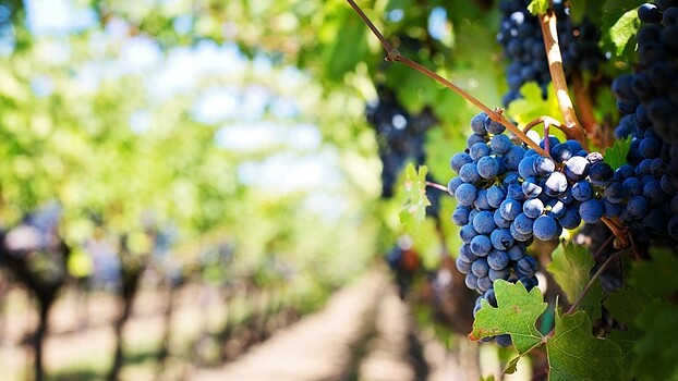 В Севастополе высадили более 500 га нового винограда в 2019 году