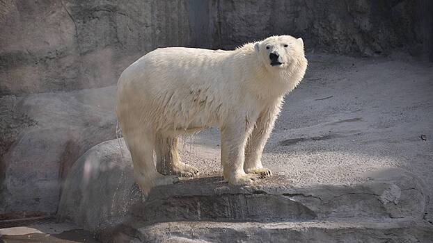 Белая медведица Айка прошла карантин в Московском зоопарке