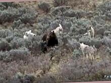 Волки напали на косолапого хищника и лишили его добычи