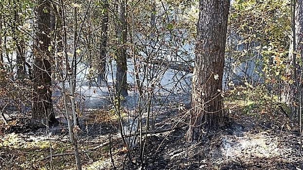 Двенадцать пожаров ликвидировано в подмосковных лесах 22–24 сентября