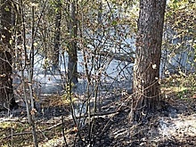 Двенадцать пожаров ликвидировано в подмосковных лесах 22–24 сентября