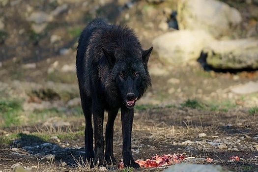 Ученые выяснили причину гибели волков в Италии