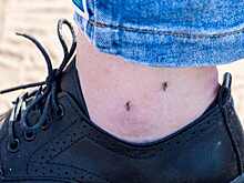 Комариный сезон-2023 начнется после майских праздников – энтомолог Юрий Юрченко