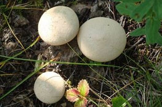 Трое жителей Кургана отравились грибами с начала 2017 года