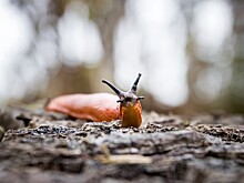 Москвичи пожаловались на нашествие рыжих слизней-гигантов