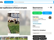 Остатки убитых златкой деревьев отдают на дрова