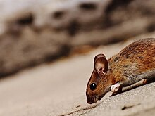 В Удмуртии уровень мышиной лихорадки снизился в 3,3 раза