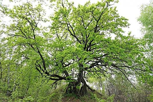 «Шагающие дубы» на утесе Степана Разина попали в реестр удивительных деревьев России