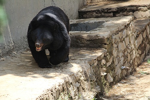 В Омской области проснулся гималайский медведь Кузя