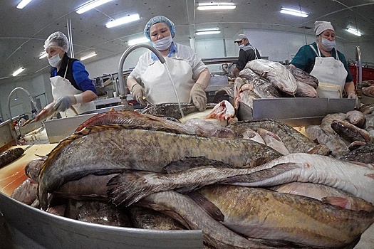 На Ямале разработали целый комплекс мер для поддержки рыбаков