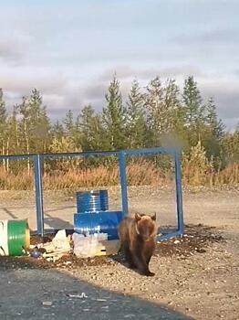 На Ямале медвежонок питается на помойках. Народ волнуется - не отравился бы