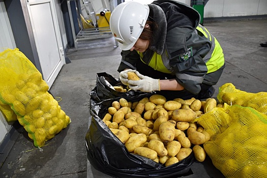В Приморье предотвратили ввоз зараженного картофеля из КНР