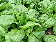 Названы продукты с самым большим количеством железа