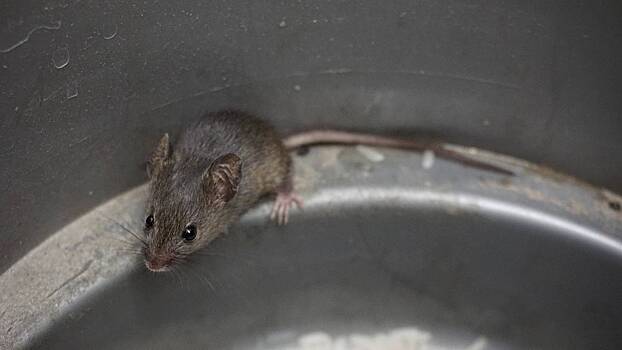 Раскрыт самый эффективный способ избавиться от мышей в доме