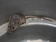 Раскрыт самый эффективный способ избавиться от мышей в доме