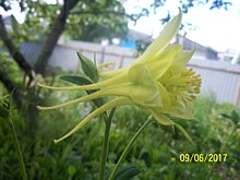 Такая разная аквилегия: обзор интересных сортов