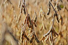 Крупнейший в Европе комплекс по переработке масличных культур не ГМО построят в Курской области