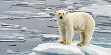 Эколог рассказал о масштабах загрязнения российской территории Арктики