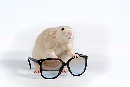 Ученые вернули слепым мышам зрение