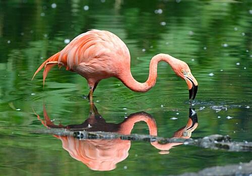 Орнитолог оценила шансы на выживание залетевшего в Тюмень фламинго