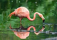 Розовый фламинго поселился в подмосковном пруду