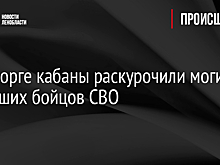 В Выборге кабаны раскурочили могилы погибших бойцов СВО