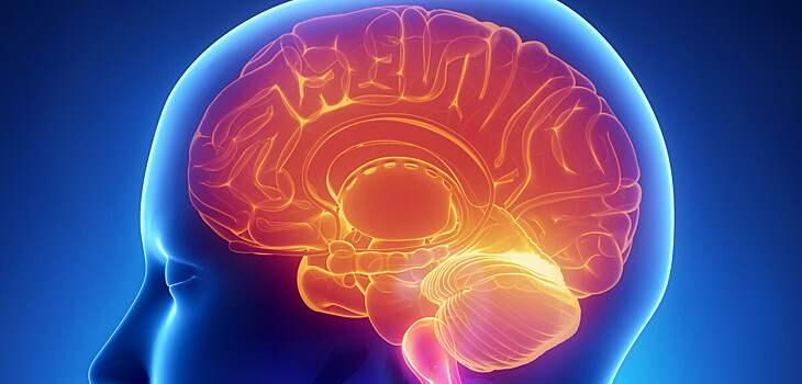 Ученые объяснили как человеческий мозг "видит" окружающий мир