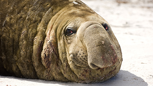 От единорога в Арктике до слона в Антарктиде: необычные жители океана