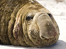 От единорога в Арктике до слона в Антарктиде: необычные жители океана