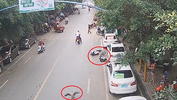 Огромный гусь упал с крыши и едва не убил водителя скутера: видео