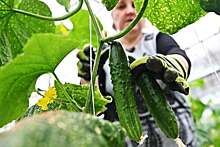 Врач-диетолог Королева: дефицит сезонных овощей вроде огурцов не вредит организму