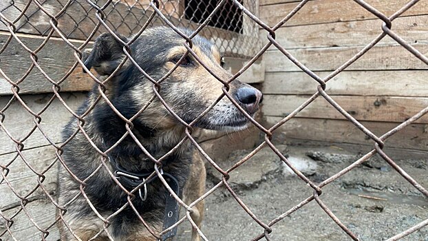 Трое жителей Новосибирска подали иски на 50 тысяч за укусы бездомных собак