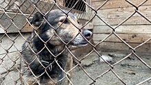 Трое жителей Новосибирска подали иски на 50 тысяч за укусы бездомных собак