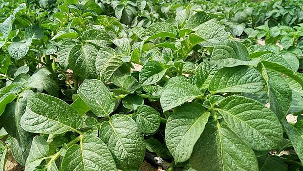 Новый биосенсор определяет настроение картофеля онлайн