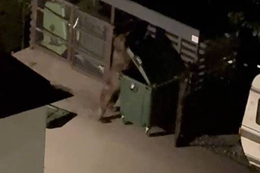 Ночной налет медведя-угонщика попал на видео