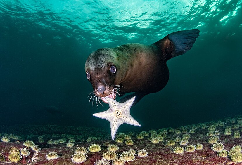Молодые морские львы любят играть со всем, что находят, Для этого развлечением стала морская звезда. По словам фотографа, животное само подплыло к нему, чтобы показать игрушку.