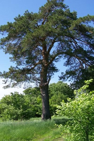Два вековых дерева из Саратовской области участвуют во всероссийском конкурсе