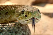 «Опасная?»: приморцы испугались змеи на стене жилого дома