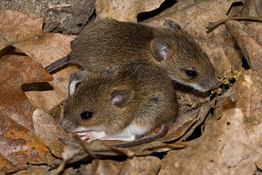 Россельхозцентр: В Татарстане мышевидными грызунами заселено около 40% обследованных полей сельхозкультур