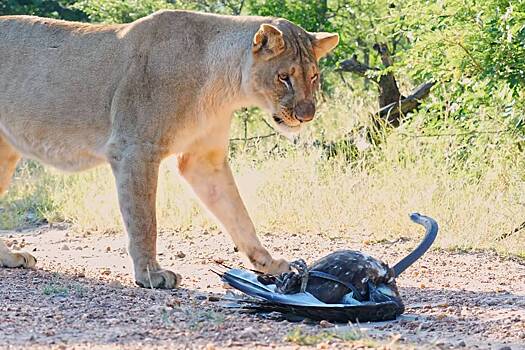 Черная мамба и две львицы сошлись в схватке за орла