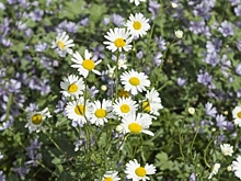 Москву украсят дизайнерскими садами