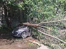 «Должны были спилить»: на иномарку в Челябинске во время дождя рухнуло дерево