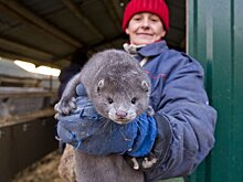 Когда в отечественных зверосовхозах заговорят о прибылях