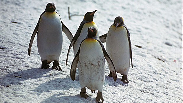 Пингвины «левши» дерутся лучше «правшей»