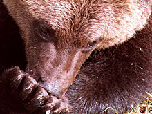 В Хабаровском крае медведи съели тонну рыбы, которая высыпалась из грузовика