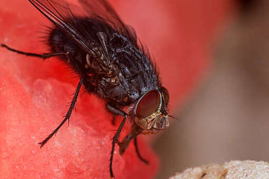 Pravda.Ru: ловушка из рисового уксуса поможет избавиться от мух в доме