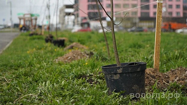 Липовая аллея появилась на ул. Архангельской в Вологде